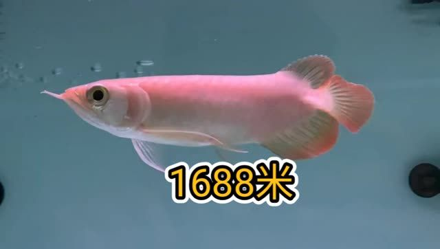 最便宜的小紅龍，小紅龍價格分析及購買建議，最便宜的小紅龍，價格分析與選購指南，最便宜的小紅龍，價格分析與選購指南，最便宜的小紅龍，價格分析與選購指南，最便宜的小紅龍，價格分析與選購指南，最便宜的小紅龍，價格分析與選購指南，最便宜的小紅龍，價格分析與選購指南