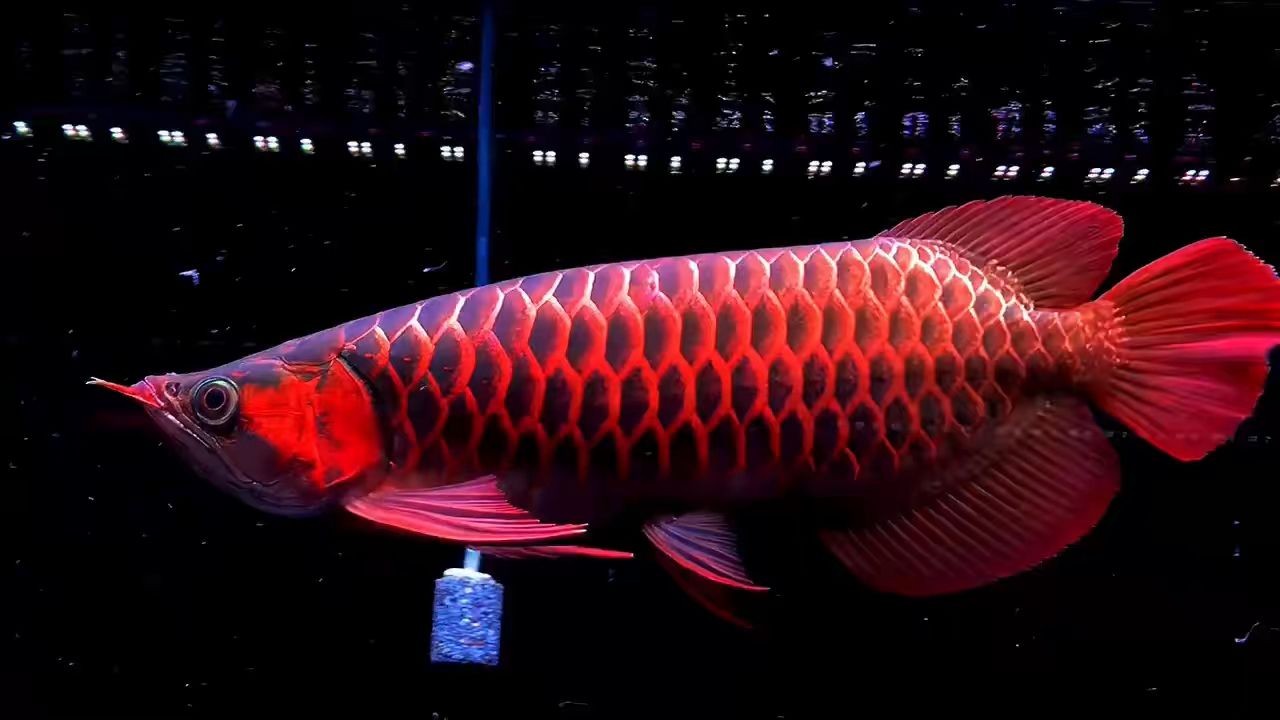 祥龍超血大紅龍，“祥龍超血大紅龍”，祥龍超血大紅龍，極致血統(tǒng)的龍魚王者，祥龍超血大紅龍，極致血統(tǒng)的龍魚王者，祥龍超血大紅龍，極致血統(tǒng)的龍魚王者，祥龍超血大紅龍，極致血統(tǒng)的龍魚王者