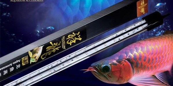 紅龍魚用什么燈祥龍魚場圓管水族燈-魚紅水不紅，祥龍魚場高端紅龍燈，魚紅水不紅水族燈，祥龍魚場高端紅龍燈，魚紅水不紅，專為紅龍魚打造，祥龍魚場高端紅龍燈，專為紅龍魚打造，魚紅水不紅，祥龍魚場高端紅龍燈，專為紅龍魚打造，魚紅水不紅，祥龍魚場高端紅龍燈，專為紅龍魚打造，魚紅水不紅，祥龍魚場高端紅龍燈，專為紅龍魚打造，魚紅水不紅，祥龍魚場高端紅龍燈，專為紅龍魚打造，魚紅水不紅，祥龍魚場高端紅龍燈，專為紅龍魚打造，魚紅水不紅，祥龍魚場高端紅龍燈，專為紅龍魚打造，魚紅水不紅