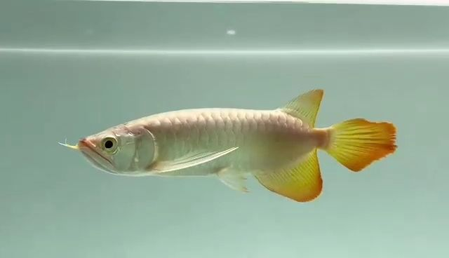 高品質紅龍魚18529433237 祥龍魚場,高品質紅龍魚18529433237祥龍魚場,祥龍魚場,專業提供高品質紅龍魚,聯系電話18529433237,祥龍魚場專業提供高品質紅龍魚,聯系電話18529433237,祥龍魚場專業提供高品質紅龍魚,聯系電話18529433237,祥龍魚場專業提供高品質紅龍魚,聯系電話18529433237,祥龍魚場專業提供高品質紅龍魚,聯系電話18529433237,祥龍魚場專業提供高品質紅龍魚,聯系電話18529433237