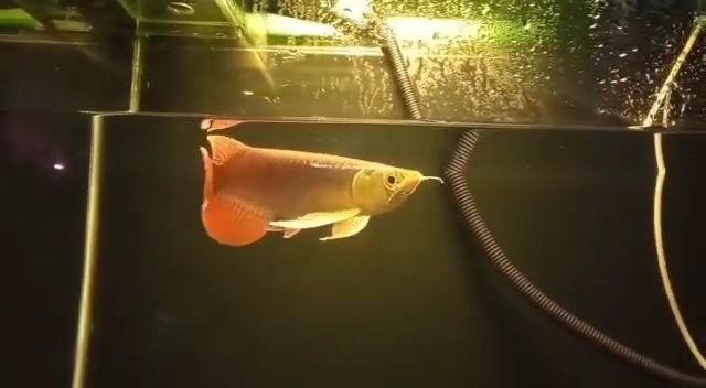 22CM大湖紅龍魚，22cm大湖紅龍魚，22CM大湖紅龍魚，珍稀品種的獨特魅力，22CM大湖紅龍魚，珍稀品種的獨特魅力解析，22CM大湖紅龍魚，珍稀品種的獨特魅力解析，22CM大湖紅龍魚，珍稀品種的獨特魅力解析，22CM大湖紅龍魚，珍稀品種的獨特魅力解析，22CM大湖紅龍魚，珍稀品種的獨特魅力解析