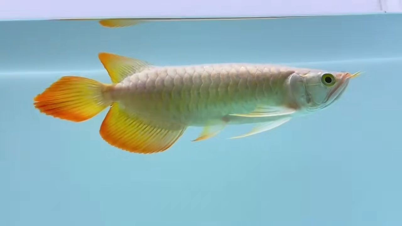 精品紅龍魚20251026,2025年10月26日精品紅龍魚養(yǎng)殖方法及注意事項(xiàng),2025年精品紅龍魚高效養(yǎng)殖指南與關(guān)鍵注意事項(xiàng),2025精品紅龍魚高效養(yǎng)殖指南與關(guān)鍵注意事項(xiàng),2025精品紅龍魚高效養(yǎng)殖指南與關(guān)鍵注意事項(xiàng),2025精品紅龍魚高效養(yǎng)殖指南與關(guān)鍵注意事項(xiàng),2025精品紅龍魚高效養(yǎng)殖指南與關(guān)鍵注意事項(xiàng),2025精品紅龍魚高效養(yǎng)殖指南與關(guān)鍵注意事項(xiàng),2025精品紅龍魚高效養(yǎng)殖指南與關(guān)鍵注意事項(xiàng)