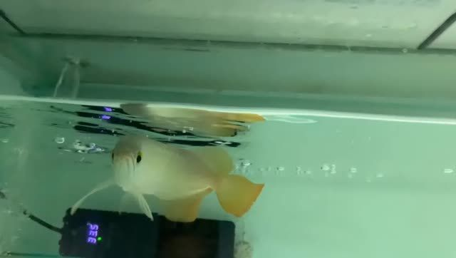 祥龍祥禾小紅龍（包發(fā)色），祥龍祥禾小紅龍包發(fā)色，祥龍祥禾小紅龍，包發(fā)色驚艷亮相，祥龍祥禾小紅龍包發(fā)色驚艷亮相，祥龍祥禾小紅龍包發(fā)色驚艷亮相，祥龍祥禾小紅龍包發(fā)色驚艷亮相，祥龍祥禾小紅龍包發(fā)色驚艷亮相，祥龍祥禾小紅龍包發(fā)色驚艷亮相，祥龍祥禾小紅龍包發(fā)色驚艷亮相