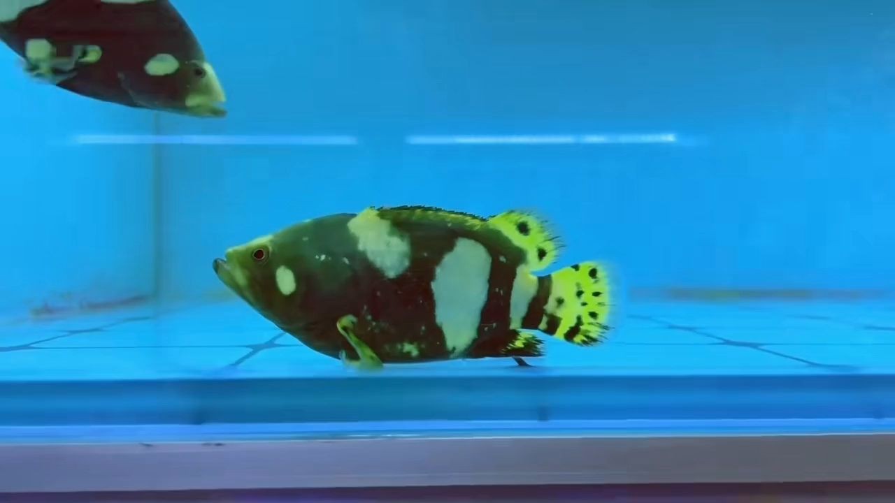 天然短身花尾躉一個，天然短身花尾躉是一種什么魚，揭秘天然短身花尾躉，這種魚有何獨特之處？，揭秘天然短身花尾躉，這種魚有何獨特之處？，揭秘天然短身花尾躉的獨特之處，揭秘天然短身花尾躉的獨特之處