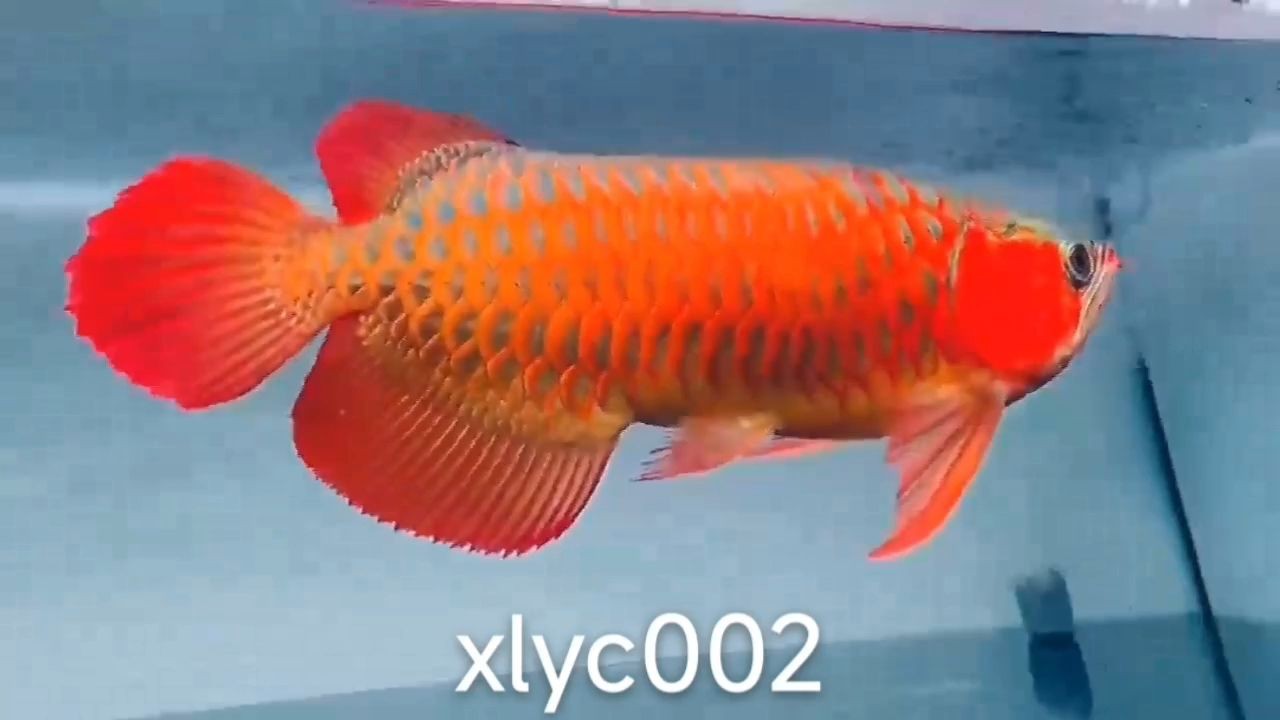 50公分賽級紅龍魚，50公分賽級紅龍魚半福龍體型半福龍體型半福龍體型，50公分賽級紅龍魚，半福龍體型特征解析，50公分賽級紅龍魚半福龍體型特征解析，50公分賽級紅龍魚半福龍體型特征解析，50公分賽級紅龍魚半福龍體型特征解析