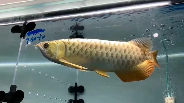 大過(guò)背體型霸氣,大過(guò)背體型是一種充滿魅力的體態(tài),大過(guò)背體型的霸氣魅力,大過(guò)背體型的霸氣魅力,展現(xiàn)非凡體態(tài)風(fēng)采,大過(guò)背體型的霸氣魅力,展現(xiàn)非凡體態(tài)風(fēng)采,大過(guò)背體型,霸氣魅力與非凡體態(tài)風(fēng)采的完美展現(xiàn)