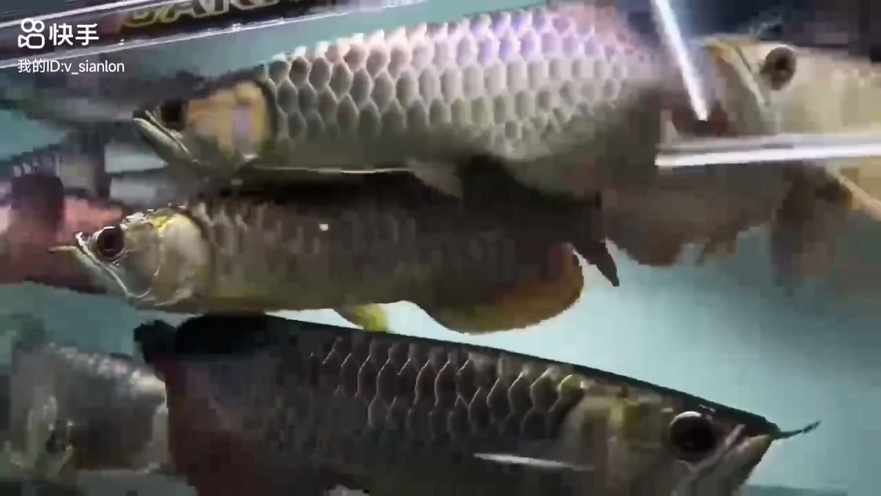 26-30cm，全部現(xiàn)貨滿珠，古典，26-30厘米的古典風(fēng)格珠寶，展現(xiàn)出濃郁的歷史韻味，26-30厘米古典風(fēng)格珠寶，歷史韻味濃郁的現(xiàn)貨滿珠展示