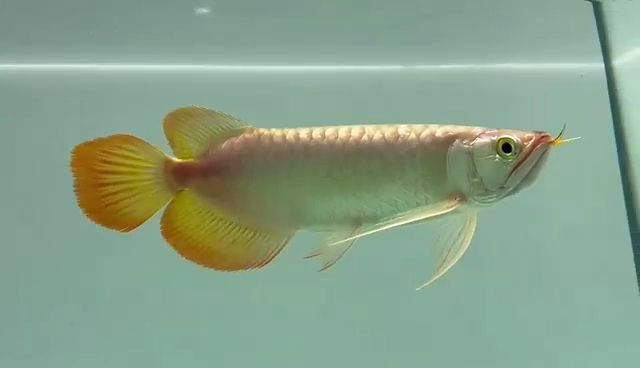 祥龍紅龍魚，頂級品種鑒賞與飼養指南，頂級祥龍紅龍魚鑒賞與飼養全攻略，頂級祥龍紅龍魚鑒賞與飼養全攻略，頂級祥龍紅龍魚鑒賞與飼養全指南