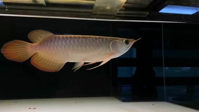 25~26CM小紅龍需要黑缸單養：25-26cm小紅龍需要單養在黑缸的情況