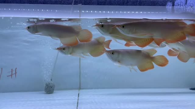 2025雙11紅龍魚批發特惠11號缸：2025雙11紅龍魚批發特惠