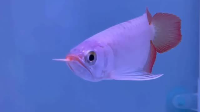 雪花鱗，自然微短身，嘴形完美，頭鈍背直高品質(zhì)紅龍魚：自然微短身，嘴形完美，頭鈍背直高品質(zhì)紅龍魚