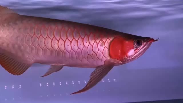 41公分紅龍魚：41公分紅龍魚的養殖技巧