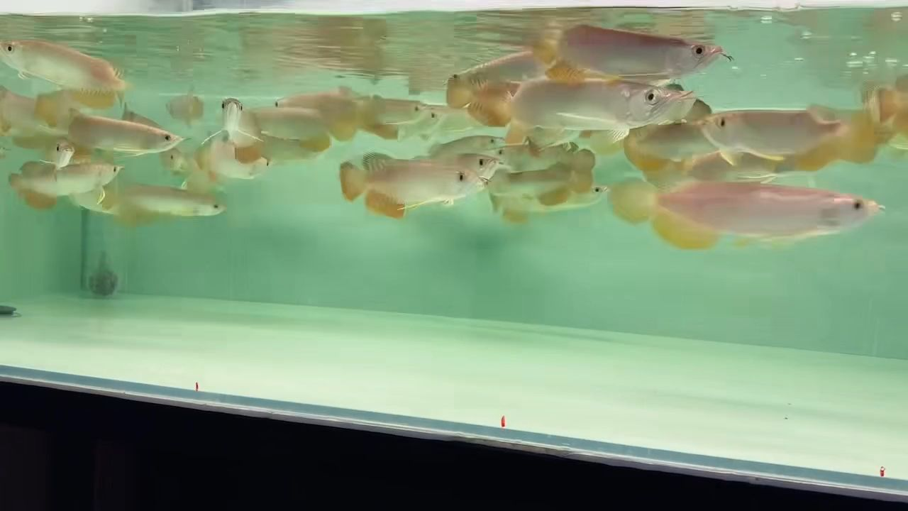 龍魚批發(fā)年底拿貨最劃算:龍魚批發(fā)年底拿貨技巧