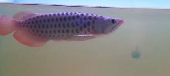 稀有巧克力紅龍魚，珍稀品種，盡顯奢華之美