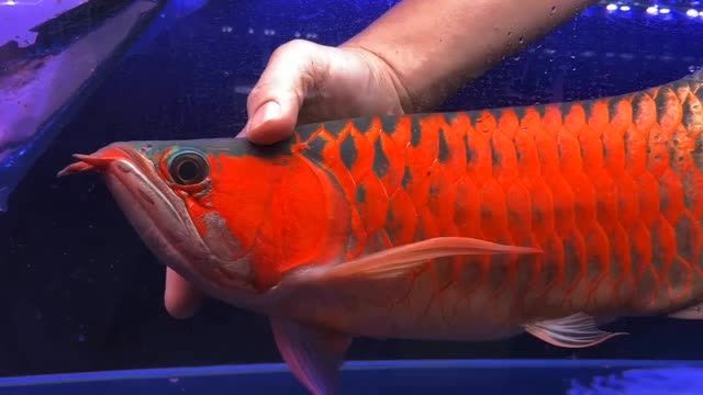 2025超血紅龍魚：2025年超血紅龍魚市場(chǎng)上出現(xiàn)了一種非常受歡迎的觀賞魚