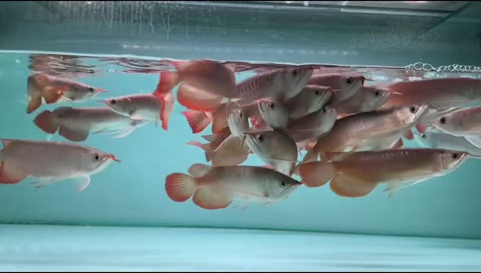 現貨紅龍批發22-25CM：現貨供應的紅龍品種規格為22-25cm