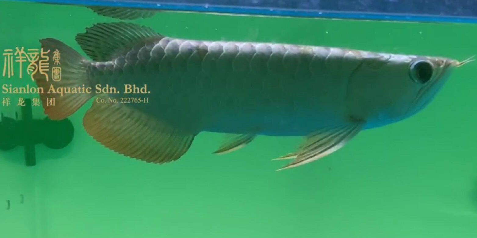 微翹頭,直背,下掛胸鰭,后期張力十足：微翹頭，直背，下掛胸鰭