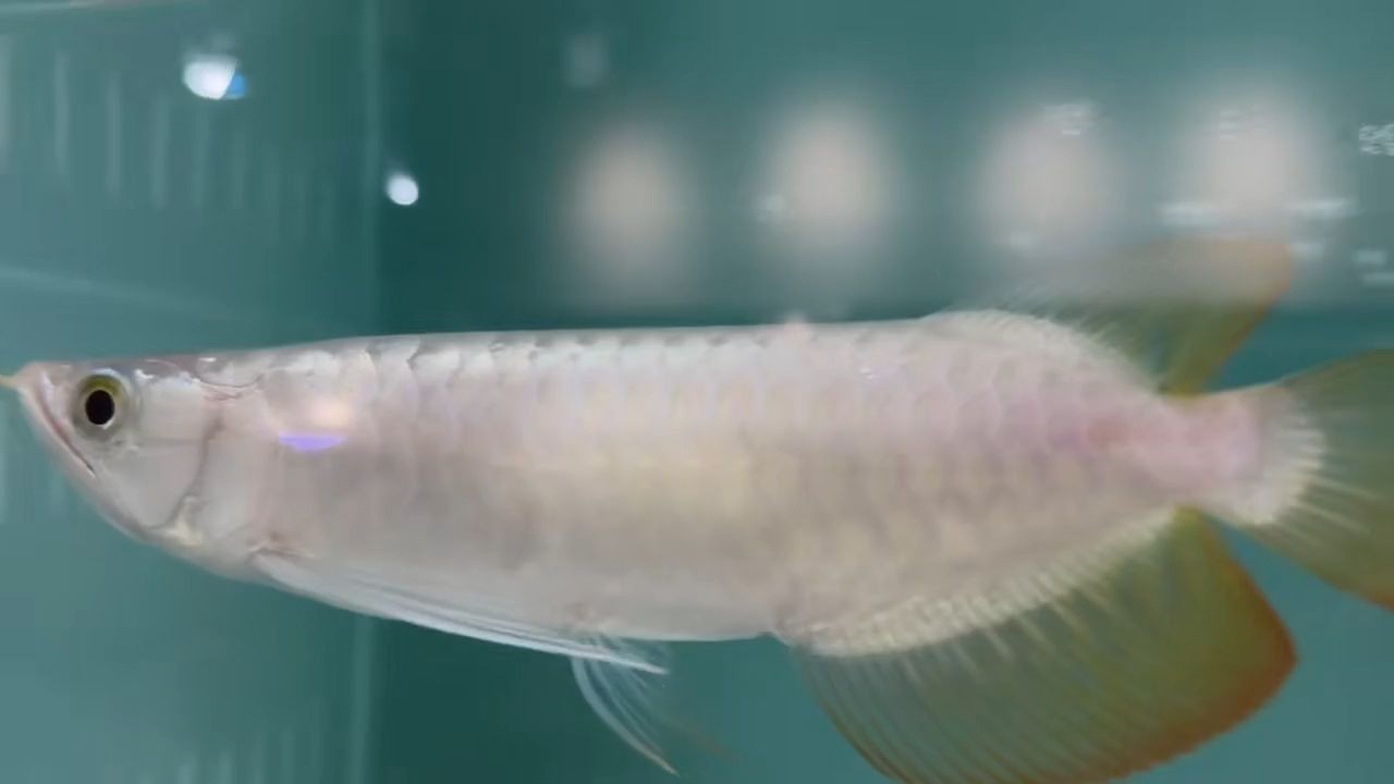 品牌紅龍未來發色好：“紅龍”發色