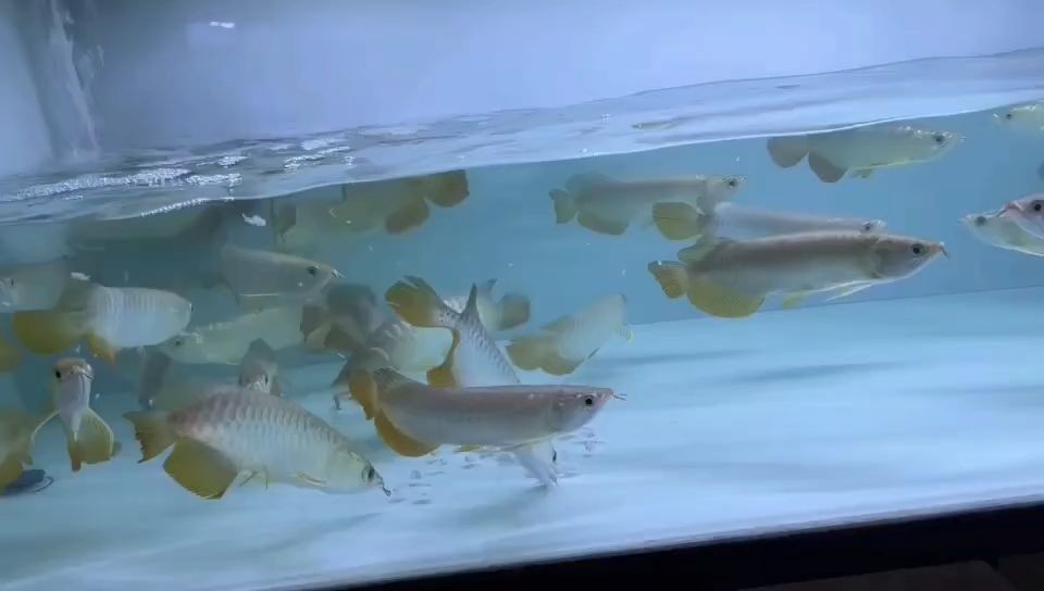 2025高背小金龍一批：2025年高背小金龍批量生產報告