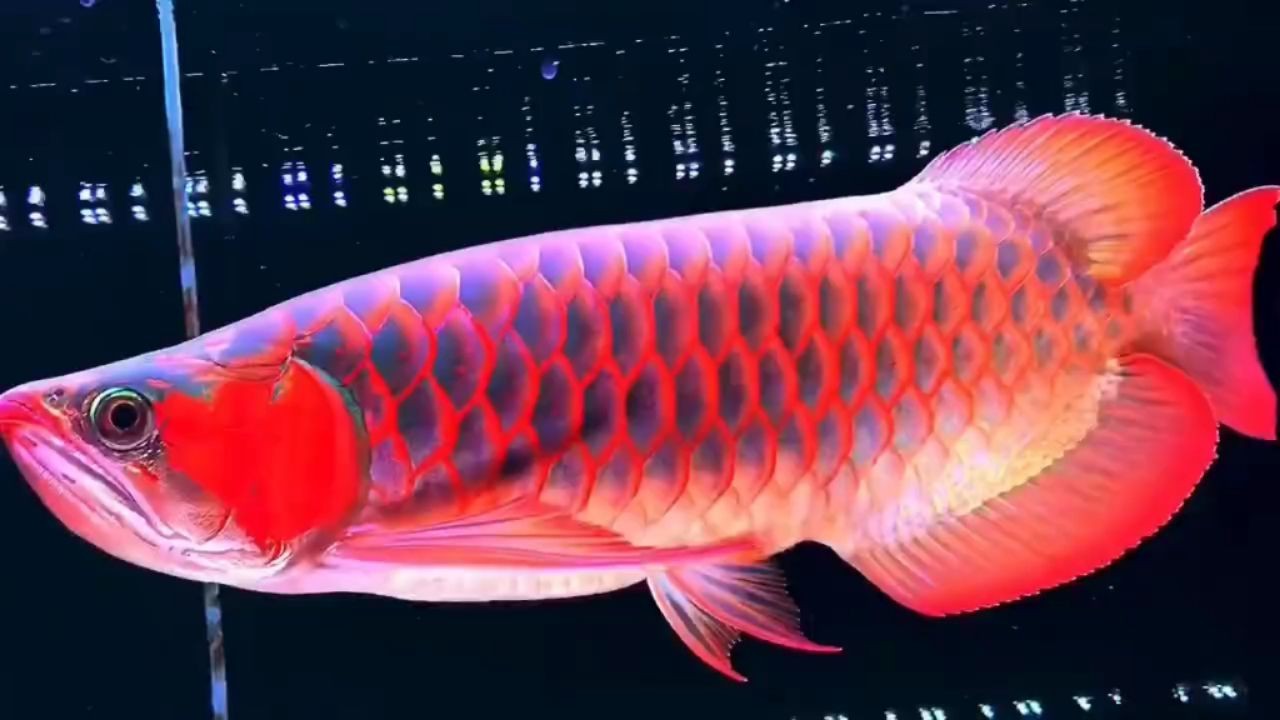 40CM大紅龍，40CM大紅龍，霸氣觀賞魚的王者之選，40CM大紅龍，霸氣觀賞魚的王者之選，40CM大紅龍，霸氣觀賞魚的王者之選，40CM大紅龍，霸氣觀賞魚的王者之選，40CM大紅龍，霸氣觀賞魚的王者之選