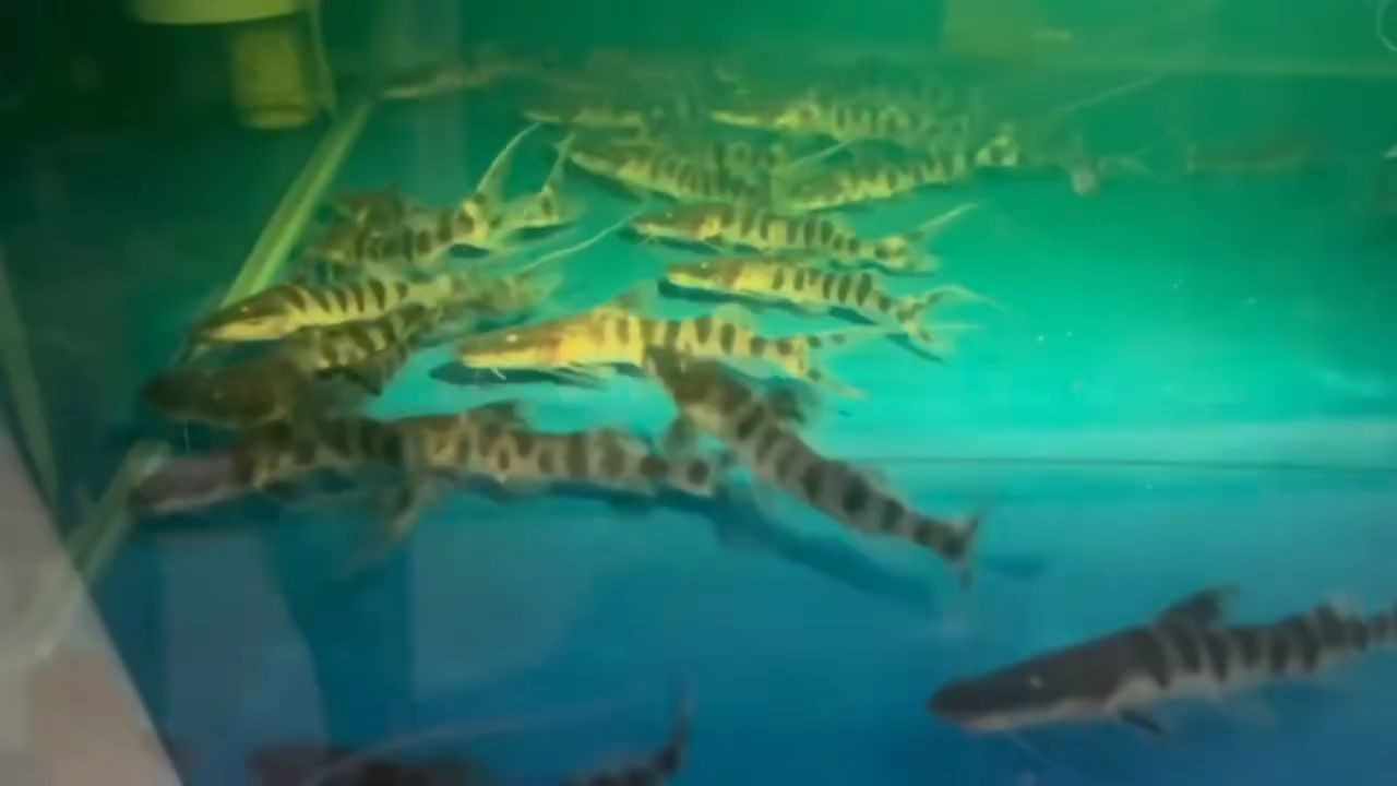 斑馬鴨嘴觀賞魚苗：斑馬鴨嘴觀賞魚苗的養殖技術及養殖環境的要求