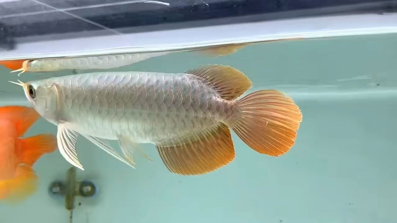 27公分精品賽級印尼紅龍，下掛大胸，小短身，超大火焰尾：27公分精品賽級印尼紅龍下掛大胸小短身超大火焰尾