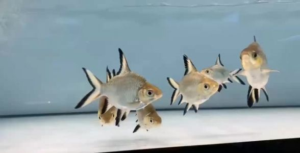 銀鯊魚：神秘深海獵手，探秘其獨特魅力與飼養秘籍
