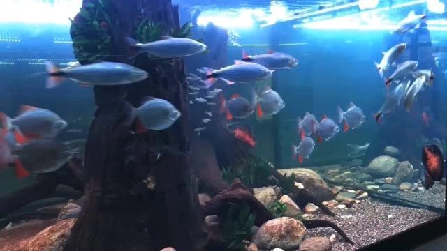 廣州大型魚缸定制定做：廣州大型魚缸定制定做市場需求、主要服務內容及面臨的挑戰和機遇