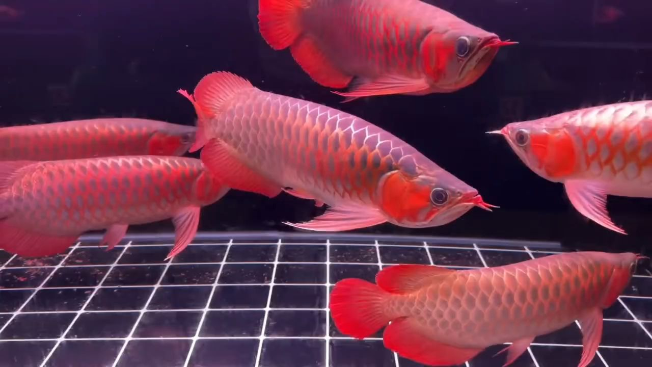 風水神獸·九龍聚財美麗·祥瑞（九龍混養-九龍缸）：“風水神獸·九龍聚財美麗·祥瑞”