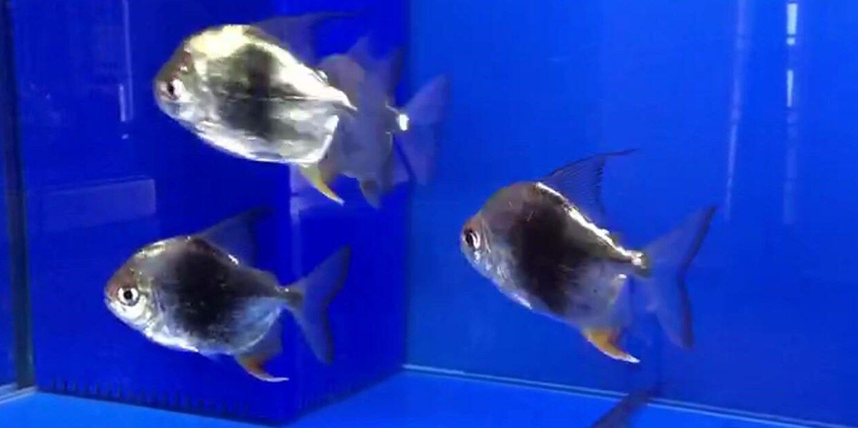 各種銀版魚在一起：銀版魚在不同環境下的生態適應及其生存策略