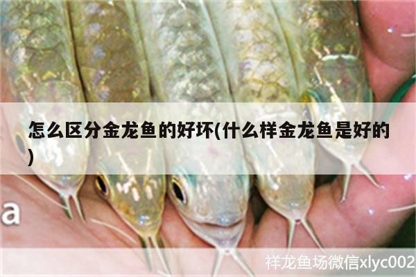 怎么區分金龍魚的好壞(什么樣金龍魚是好的)