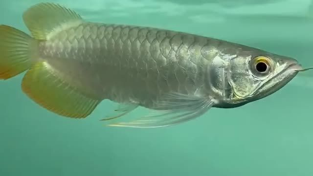 賽級(jí)紅龍魚(yú)的后代，品質(zhì)保證，祥禾紅龍魚(yú)：祥禾紅龍魚(yú)