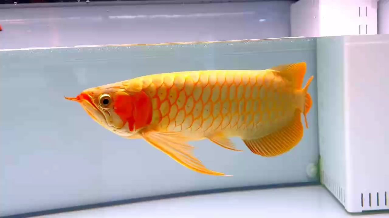 賽級紅龍魚2025：賽級紅龍魚怎么樣？