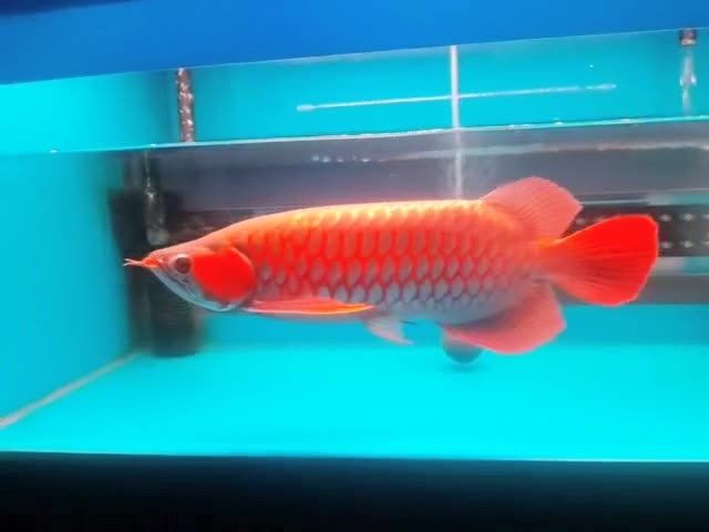 50公分發色很好的紅龍魚：50公分發色的紅龍魚