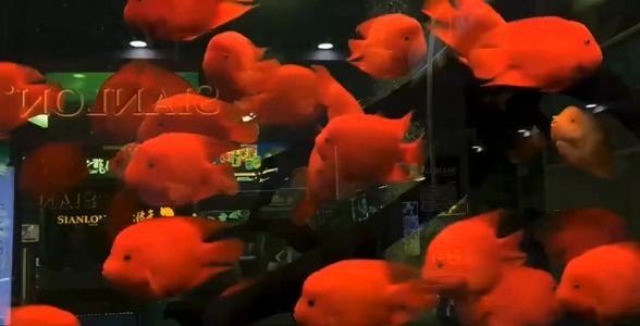 金剛鸚鵡風水魚:家居招財進寶的神秘力量