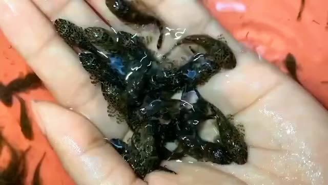 豹紋夫魚苗：豹紋夫魚的飼養方法