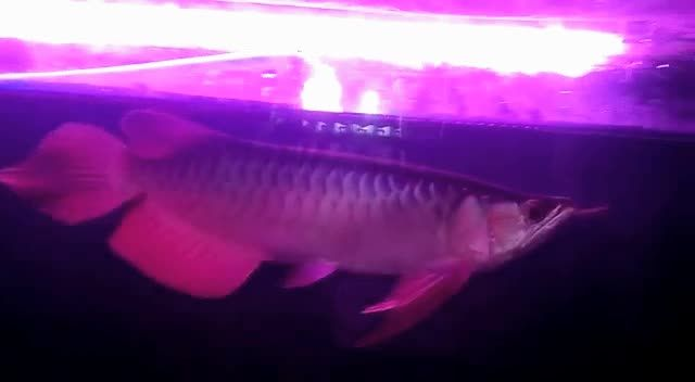 大湖紅龍魚標準2025091509：大湖紅龍魚標準