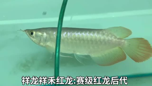 祥龍祥禾紅龍魚-賽級紅龍魚后代：“祥龍祥禾”的紅龍魚后代，具有強大的生命力和適應力