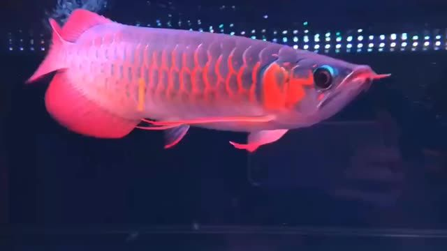 33cm左右 彎鉤巨胸紅龍魚、扇子大后三鰭 鱗底干...：33cm左右的彎鉤巨胸紅龍魚在水族箱中表現出了強大的適應性和生命力