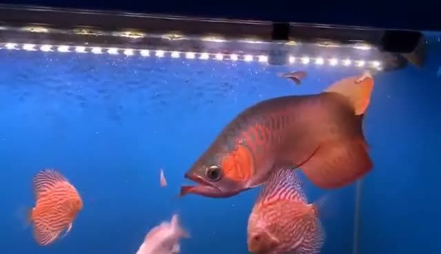 吃食很猛,一缸都是你的!:吃食很猛,一缸都是你的,