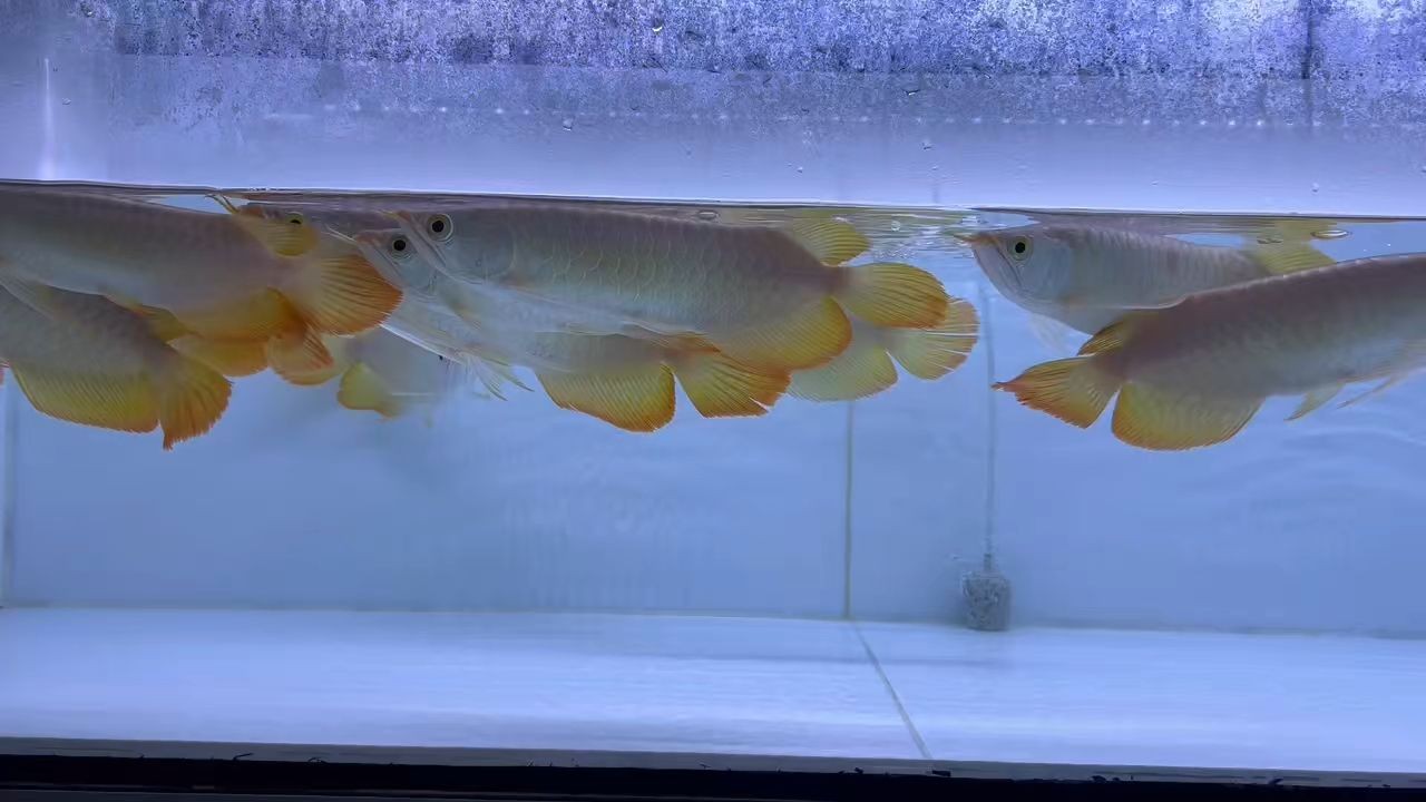 2025高品質紅龍魚：2025年高品質紅龍魚的養殖業迎來新的發展機遇