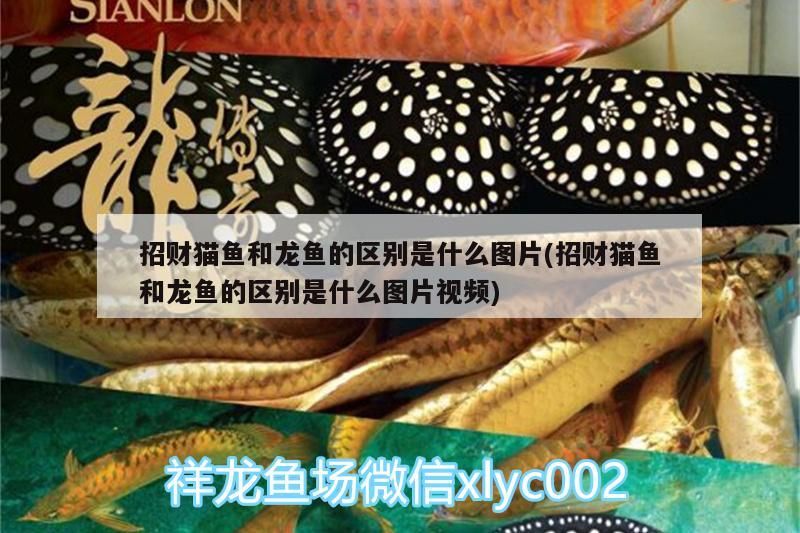 招財貓魚和龍魚的區別是什么圖片(招財貓魚和龍魚的區別是什么圖片視頻)