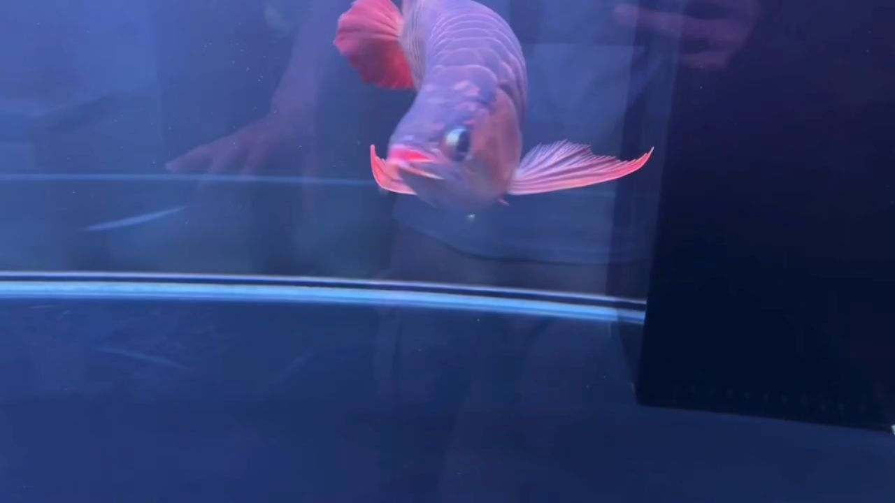 紅龍魚一條：紅龍魚以其獨特的顏色和優雅的姿態成為觀賞性極高的魚類