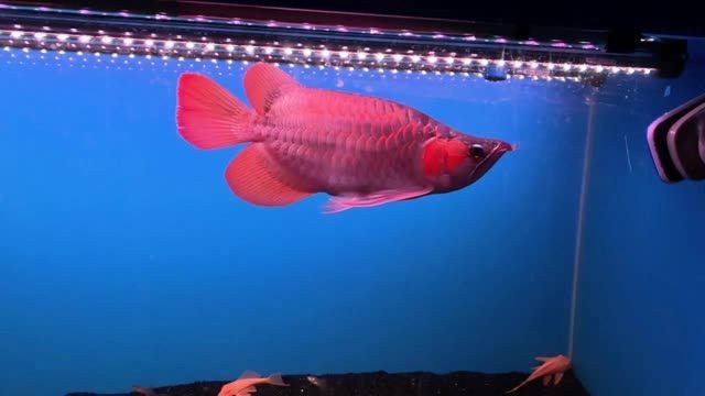 短身印尼紅龍魚：短身印尼紅龍魚常被作為觀賞魚養殖于家庭和水族館中