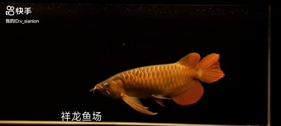 精品大湖紅龍魚,——精品大湖紅龍魚,精品大湖紅龍魚,鑒賞與選購(gòu)指南,精品大湖紅龍魚鑒賞與選購(gòu)指南,精品大湖紅龍魚鑒賞與選購(gòu)指南,精品大湖紅龍魚鑒賞與選購(gòu)指南