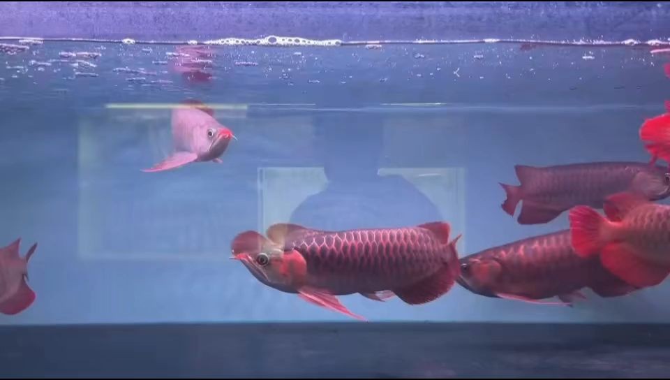 紅龍魚混養：紅龍魚與其他魚類的混養