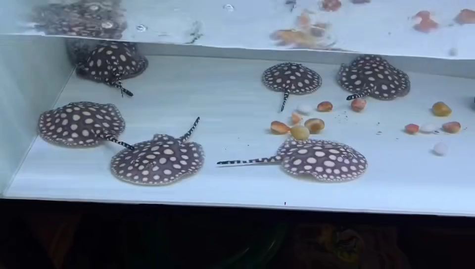 丸子點(diǎn)小皇冠：丸子點(diǎn)小皇冠的制作方法和技巧