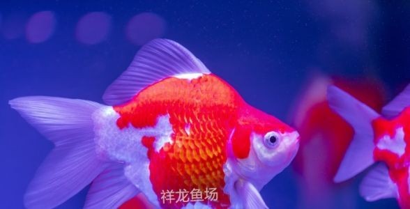 玉鯖錦鯉魚：珍稀觀賞魚的養殖與鑒賞全攻略