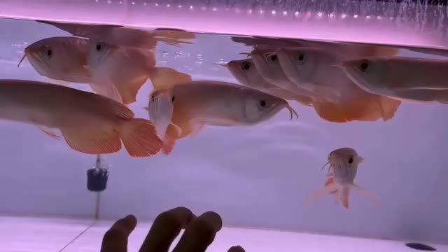 廣州印尼紅龍魚批發祥龍魚場：廣州印尼紅龍魚場