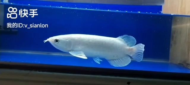 看看這個稀有龍魚,極為稀有的龍魚——紅鰭龍,罕見紅鰭龍魚,揭秘極為稀有的龍魚品種,揭秘罕見紅鰭龍魚,全球稀有龍魚品種探秘,全球罕見紅鰭龍魚,揭秘稀有龍魚品種,全球罕見紅鰭龍魚,揭秘稀有龍魚品種